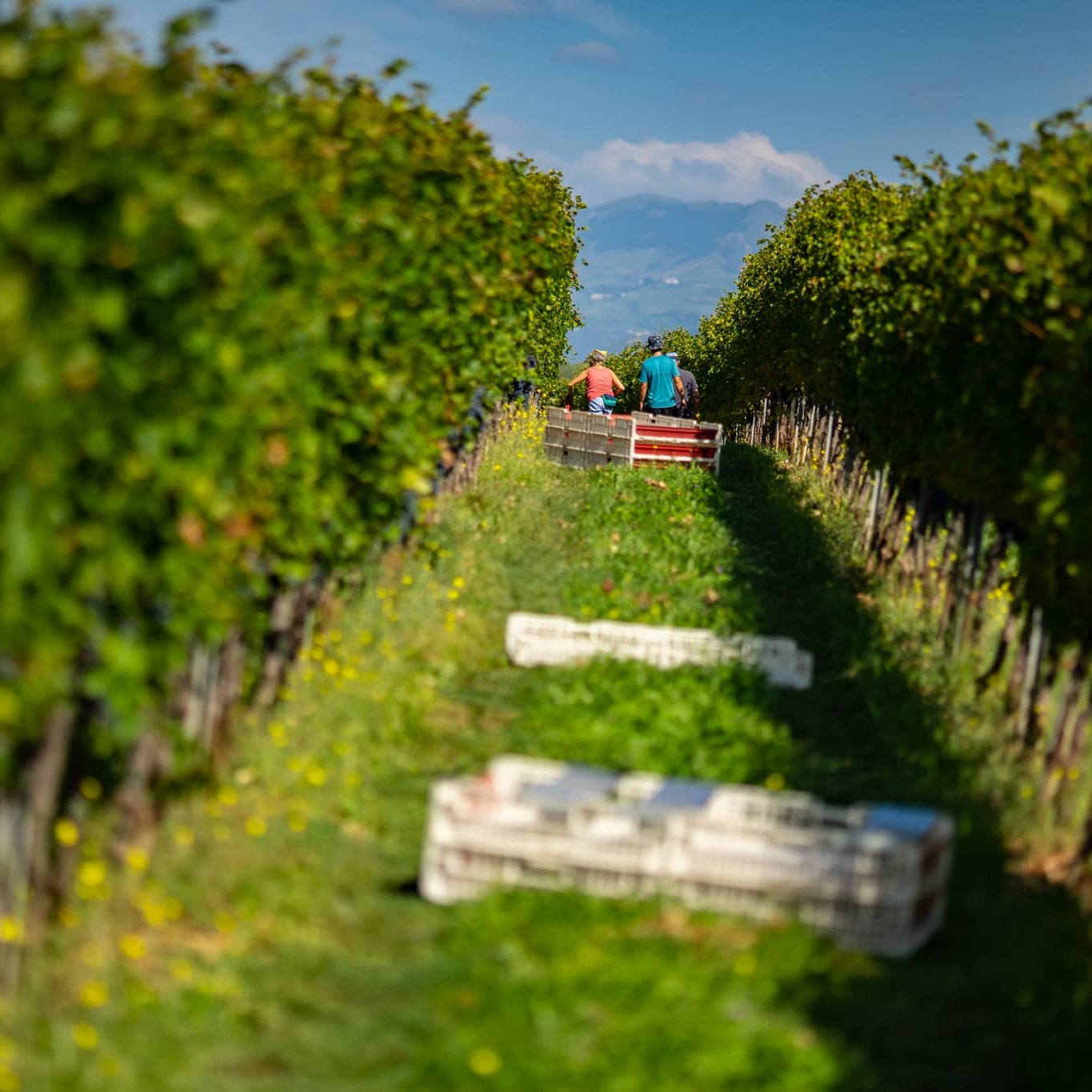 CANTINE RIONDO filiera