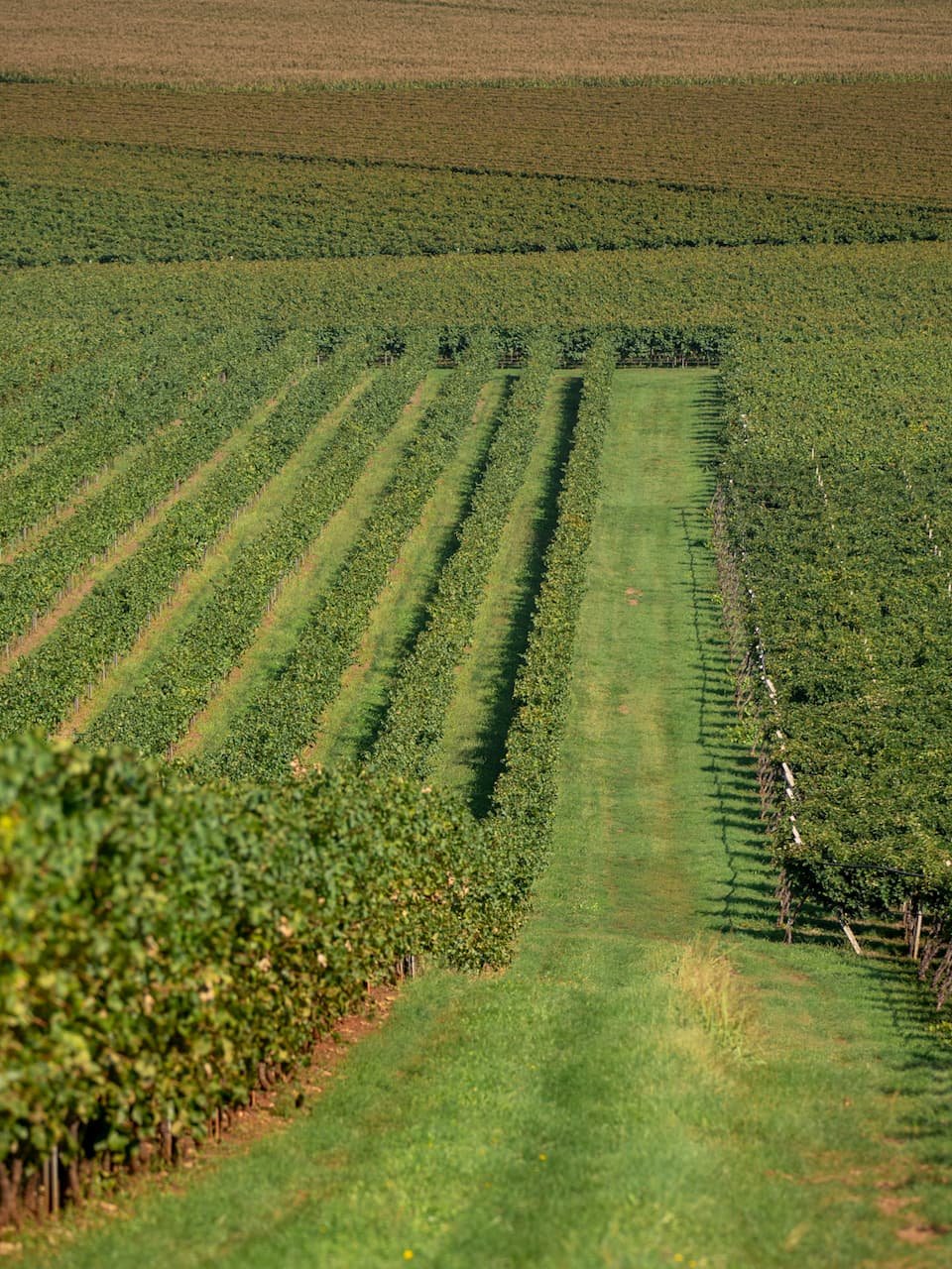 CANTINE RIONDO