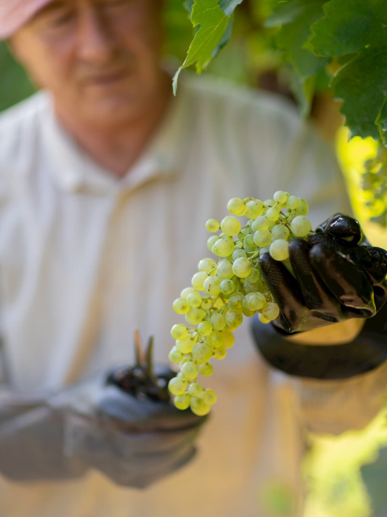 CANTINE RIONDO VENDEMMIA