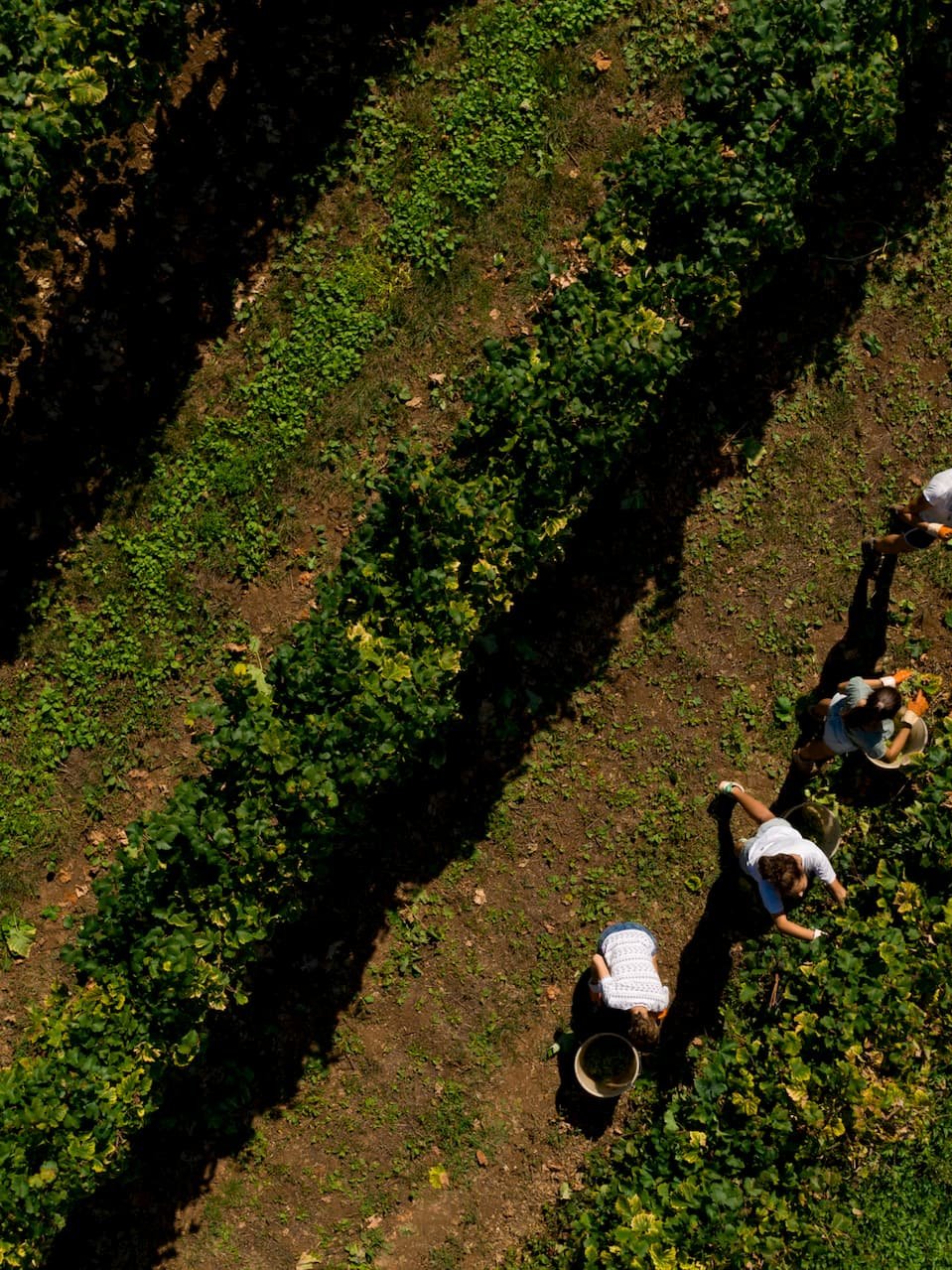 CANTINE RIONDO VENDEMMIA